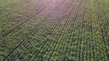 Tarladaki ekin ekiminin güneşli hava manzarası