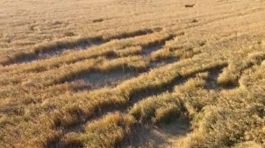 Yazın sarı buğday tarlasının havadan görünüşü