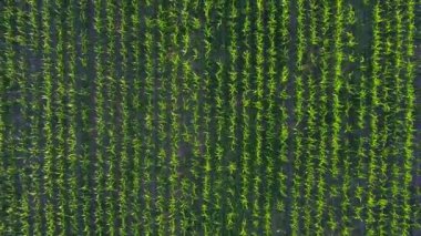 Tarım çiftliğindeki yeşil mısır tarlasının yukarıdan çekilen görüntüsü