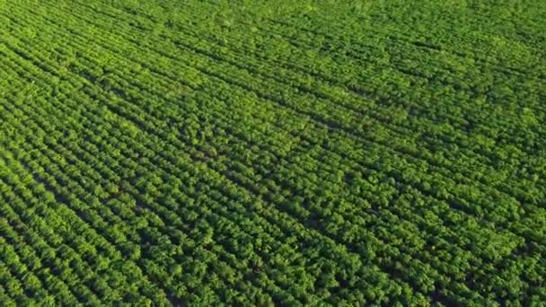 Letecký pohled na zelené obrovské pole kukuřice