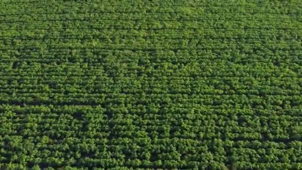 Fotografia Aérea Plantas Verdes Fundo Campo — Vídeo de Stock