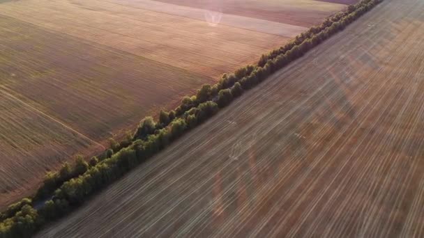 Ogromne Pola Pszenicy Drogi Środku — Wideo stockowe