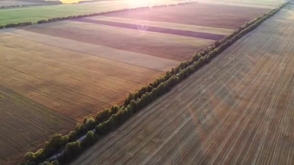 Enormes Campos Trigo Com Estrada Meio — Vídeo de Stock