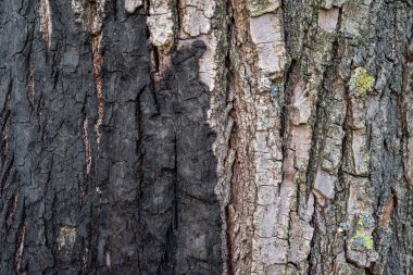 Yanmış ağaç kabuğunun temiz dokusu yüksek kalitede. 4k fotorealistik doku