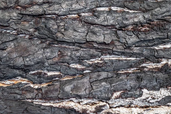 Čistá Textura Spálené Kůry Stromů Vysoké Kvalitě Fotorealistická Textura — Stock fotografie