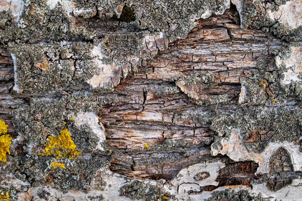 Ağaç Kabuğunun Temiz Dokusu Diğer Detaylar Fotorealistik Doku — Stok fotoğraf