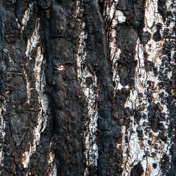 Clear texture of burnt tree bark in high quality. 4k photorealistic texture