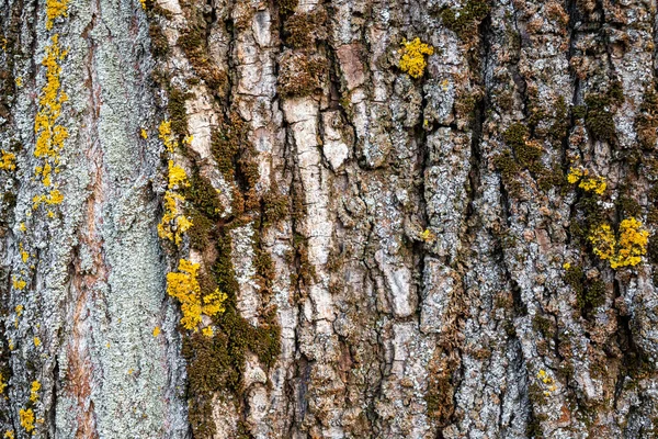 Čistá Textura Kůry Stromů Poškozením Dalšími Detaily Fotorealistická Textura — Stock fotografie