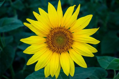 Yazın koyu yeşil arkaplan ile büyük ayçiçeği