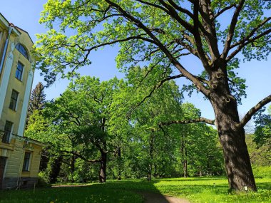 Güzel güneşli bir günde, yemyeşil bir park manzarası. Ağaçlar ve çimenler yemyeşil. Rahatlamak ve eğlenmek için şehir parkları.