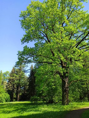 Güzel güneşli bir günde, yemyeşil bir park manzarası. Ağaçlar ve çimenler yemyeşil. Rahatlamak ve eğlenmek için şehir parkları.