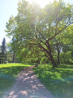 Güzel güneşli bir günde, yemyeşil bir park manzarası. Ağaçlar ve çimenler yemyeşil. Rahatlamak ve eğlenmek için şehir parkları.