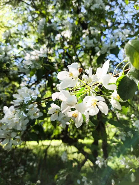 Manzano Floreciente Parque Primavera Cerca Floración Primaveral Árboles Manzano Flor — Foto de Stock