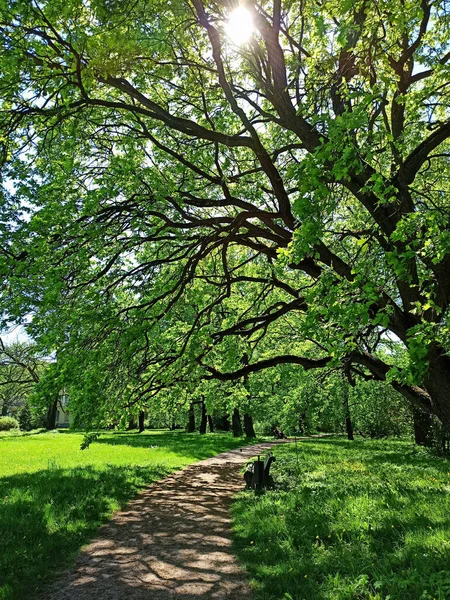 Green Park Scenery Beautiful Sunny Day Lush Vegetation Trees Grass Stock Image