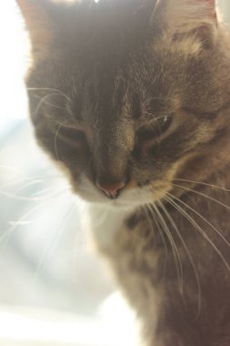 Kahverengi tekir kedi portresi. Büyük yeşil gözler. Duvar kağıdı, kapak, kartpostal için güzel bir arka plan. İzole edilmiş, kapatın. Kedi konsepti. 