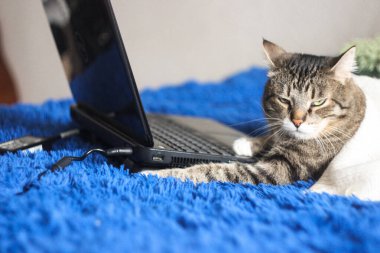 Dizüstü bilgisayarı olan sevimli komik bir kedi, evdeki kanepede bir bilgisayar. Güzel kahverengi tekir kedi. Duvar kağıdı, kapak, kartpostal için arka plan. İzole edilmiş, kapatın. Kedi konsepti.