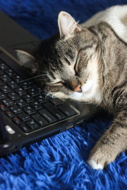 Dizüstü bilgisayarı olan sevimli komik bir kedi, evdeki kanepede bir bilgisayar. Güzel kahverengi tekir kedi. Duvar kağıdı, kapak, kartpostal için arka plan. İzole edilmiş, kapatın. Kedi konsepti.