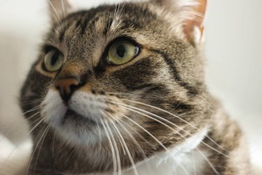 Mavi arka planda kahverengi tekir kedinin portresi. Ciddi kedi. Büyük yeşil gözler. Sevimli kedi konsepti. Evcil hayvan. Duvar kağıdı, kapak, kartpostal vs. olarak kullanabileceğiniz güzel bir arkaplan