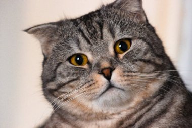 Gri İskoç kedisinin portresi. Tekir kedi yavrusu. Büyük sarı gözler. Duvar kağıdı, kapak, kartpostal için güzel bir arka plan. İzole edilmiş, kapatın. Kedi konsepti.