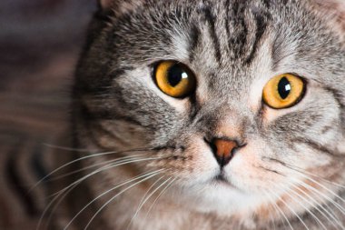 Gri İskoç kedisinin portresi. Tekir kedi yavrusu. Büyük sarı gözler. Duvar kağıdı, kapak, kartpostal için güzel bir arka plan. İzole edilmiş, kapatın. Kedi konsepti.