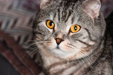 Gri İskoç kedisinin portresi. Tekir kedi yavrusu. Büyük sarı gözler. Duvar kağıdı, kapak, kartpostal için güzel bir arka plan. İzole edilmiş, kapatın. Kedi konsepti.