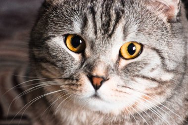 Gri İskoç kedisinin portresi. Tekir kedi yavrusu. Büyük sarı gözler. Duvar kağıdı, kapak, kartpostal için güzel bir arka plan. İzole edilmiş, kapatın. Kedi konsepti.