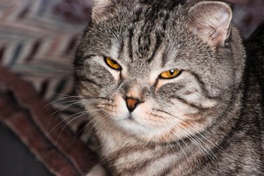 Gri İskoç kedisinin portresi. Tekir kedi yavrusu. Büyük sarı gözler. Duvar kağıdı, kapak, kartpostal için güzel bir arka plan. İzole edilmiş, kapatın. Kedi konsepti.