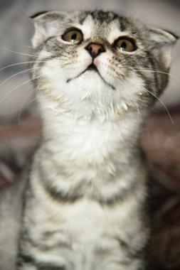 Gri İskoç kedisinin portresi. Tekir kedi yavrusu. Büyük sarı gözler. Duvar kağıdı, kapak, kartpostal için güzel bir arka plan. İzole edilmiş, kapatın. Kedi konsepti.