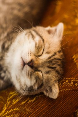 Küçük güzel tekir kedicik. Gri İskoç Katlanan kedi resmi. Yeni doğmuş kedi yavrusu, yavru hayvanlar ve sevimli kedi konsepti. Duvar kağıdı, kapak, kartpostal vs. olarak kullanabileceğiniz güzel bir arkaplan