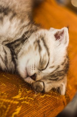 Küçük güzel tekir kedicik. Gri İskoç Katlanan kedi resmi. Yeni doğmuş kedi yavrusu, yavru hayvanlar ve sevimli kedi konsepti. Duvar kağıdı, kapak, kartpostal vs. olarak kullanabileceğiniz güzel bir arkaplan