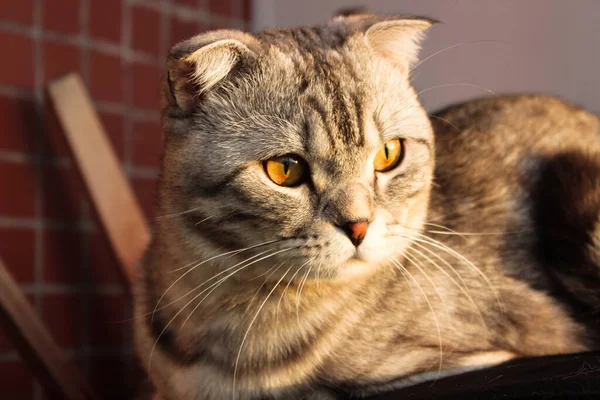 Retrato Gato Escocês Cinzento Tabby Gatinho Abreviado Grandes Olhos Amarelos — Fotografia de Stock