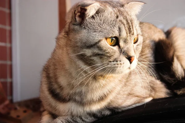 Retrato Gato Escocês Cinzento Tabby Gatinho Abreviado Grandes Olhos Amarelos — Fotografia de Stock