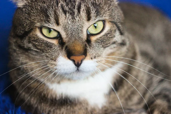 Retrato Gato Tabby Marrón Grandes Ojos Verdes Hermoso Fondo Para —  Fotos de Stock