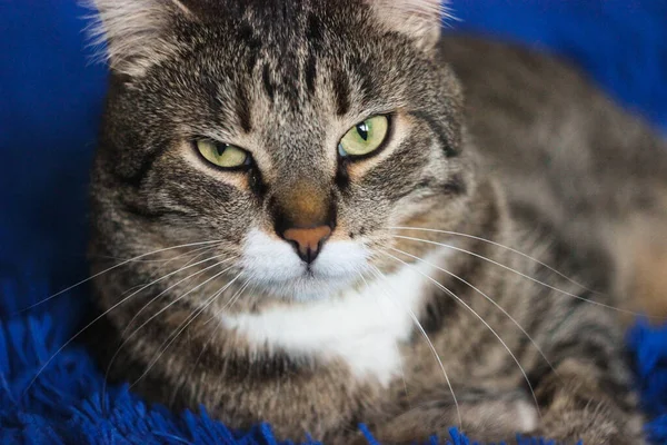 Retrato Gato Tabby Marrón Grandes Ojos Verdes Hermoso Fondo Para —  Fotos de Stock