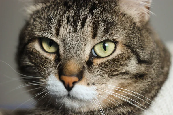 Retrato Gato Marrón Sobre Fondo Azul Gato Serio Grandes Ojos —  Fotos de Stock