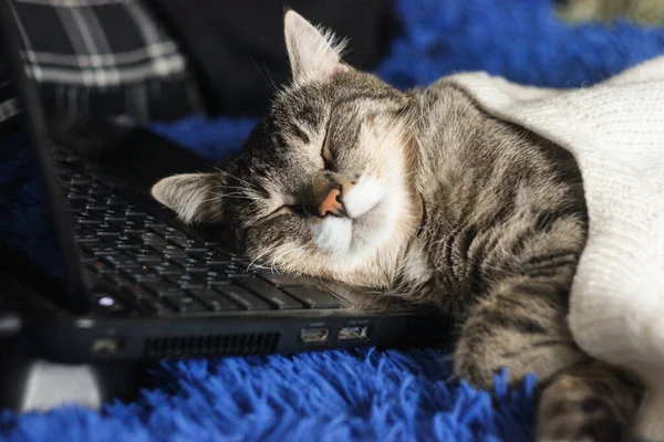 Cute funny cat with laptop, a computer on sofa at home.  Beautiful brown tabby cat. Background for wallpaper, cover, postcard. Isolated, close up. Cats concept.