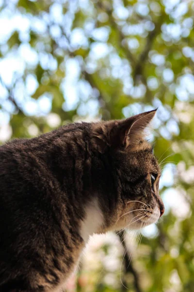 Πορτρέτο Του Καφέ Tabby Γάτα Μπλε Φόντο Σοβαρή Γάτα Μεγάλα — Φωτογραφία Αρχείου