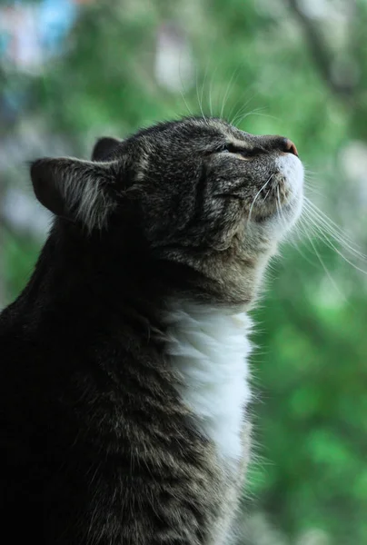 Retrato Gato Marrom Tabby Fundo Azul Gato Sério Olhos Verdes — Fotografia de Stock