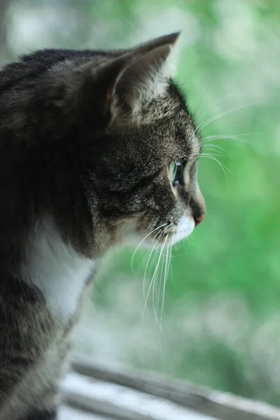Portrét Hnědé Tabby Kočka Modrém Pozadí Vážná Kočka Velké Zelené — Stock fotografie
