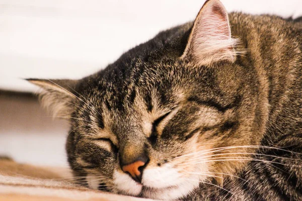 Portrét Hnědé Tabby Kočka Modrém Pozadí Vážná Kočka Velké Zelené — Stock fotografie