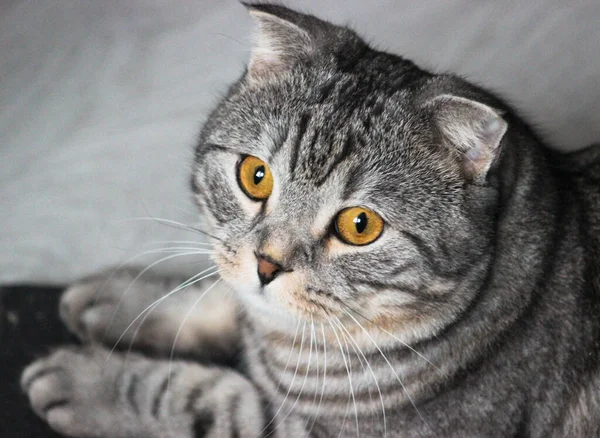 Πορτρέτο Γκρίζας Σκωτσέζικης Γάτας Κοντόχοντρο Γατάκι Μεγάλα Κίτρινα Μάτια Ένα — Φωτογραφία Αρχείου