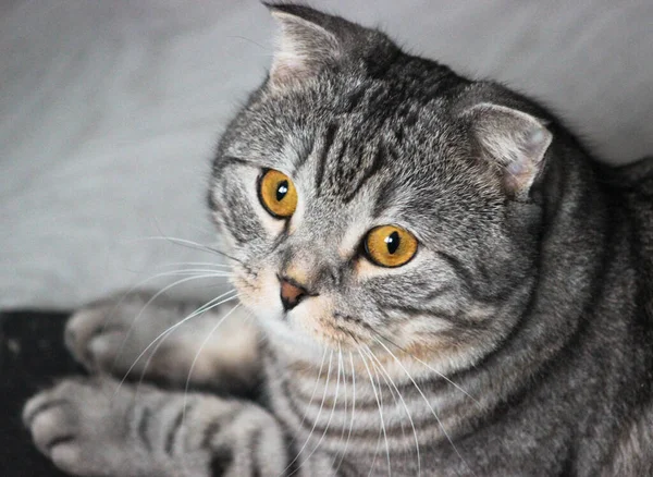 Retrato Gato Gris Escocés Plegable Gatito Taquigrafía Tabby Grandes Ojos — Foto de Stock