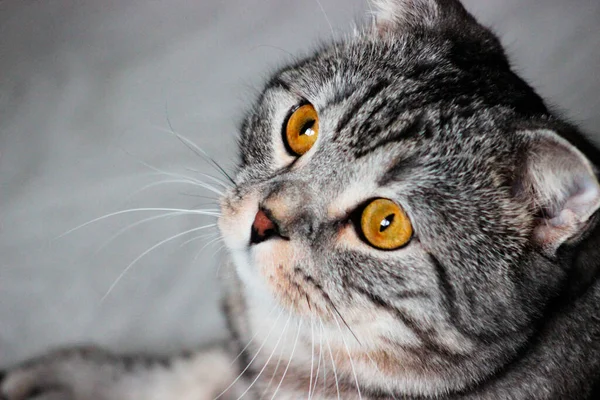 Retrato Gato Escocês Cinzento Tabby Gatinho Abreviado Grandes Olhos Amarelos — Fotografia de Stock
