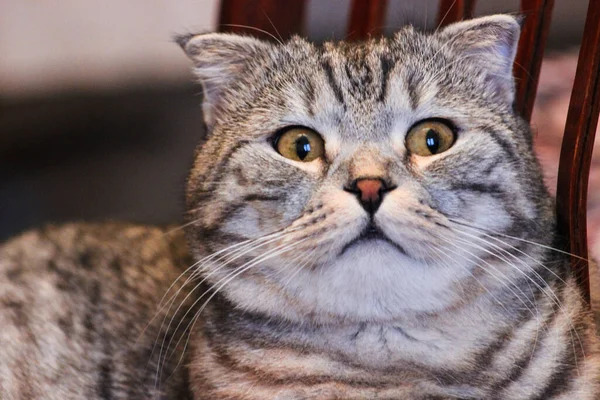 Portrait Grey Scottish Fold Cat Tabby Shorthair Kitten Big Yellow — Stock Photo, Image