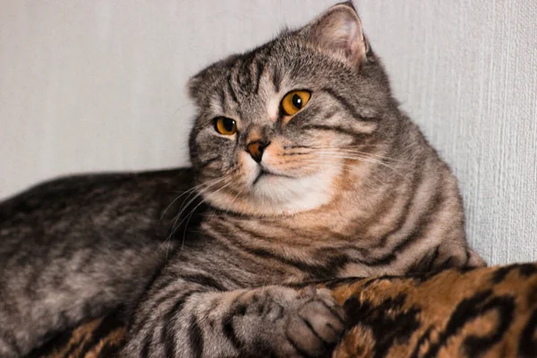 Retrato Gato Gris Escocés Plegable Gatito Taquigrafía Tabby Grandes Ojos —  Fotos de Stock