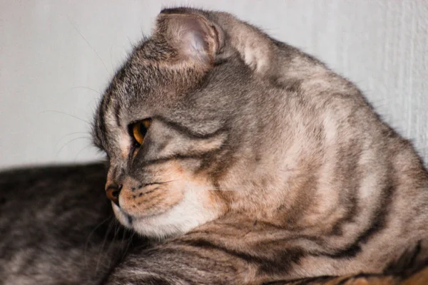 Retrato Gato Escocês Cinzento Tabby Gatinho Abreviado Grandes Olhos Amarelos — Fotografia de Stock