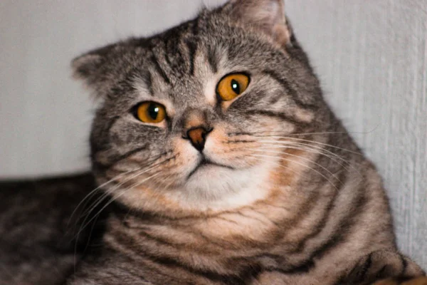 Retrato Gato Escocês Cinzento Tabby Gatinho Abreviado Grandes Olhos Amarelos — Fotografia de Stock