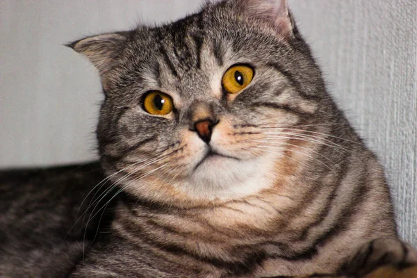 Retrato Gato Escocês Cinzento Tabby Gatinho Abreviado Grandes Olhos Amarelos — Fotografia de Stock