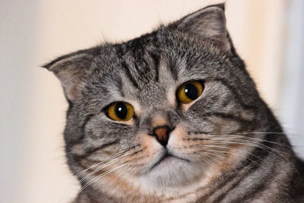 Retrato Gato Escocês Cinzento Tabby Gatinho Abreviado Grandes Olhos Amarelos — Fotografia de Stock