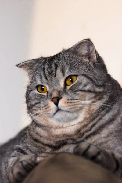 Porträt Der Grauen Schottischen Faltkatze Tabby Kurzhaarkätzchen Große Gelbe Augen — Stockfoto